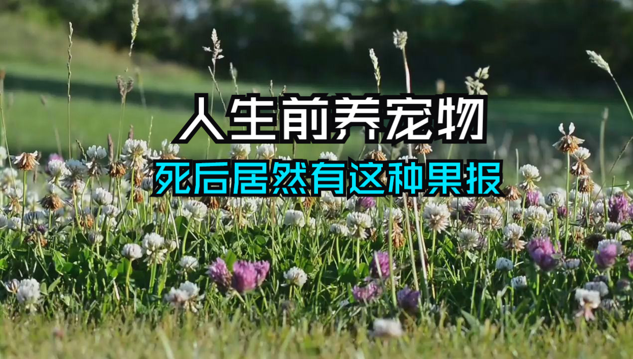 人生前养宠物,死后竟会有这种果报!高僧天眼一看吓坏了,背后因果震惊无数人哔哩哔哩bilibili