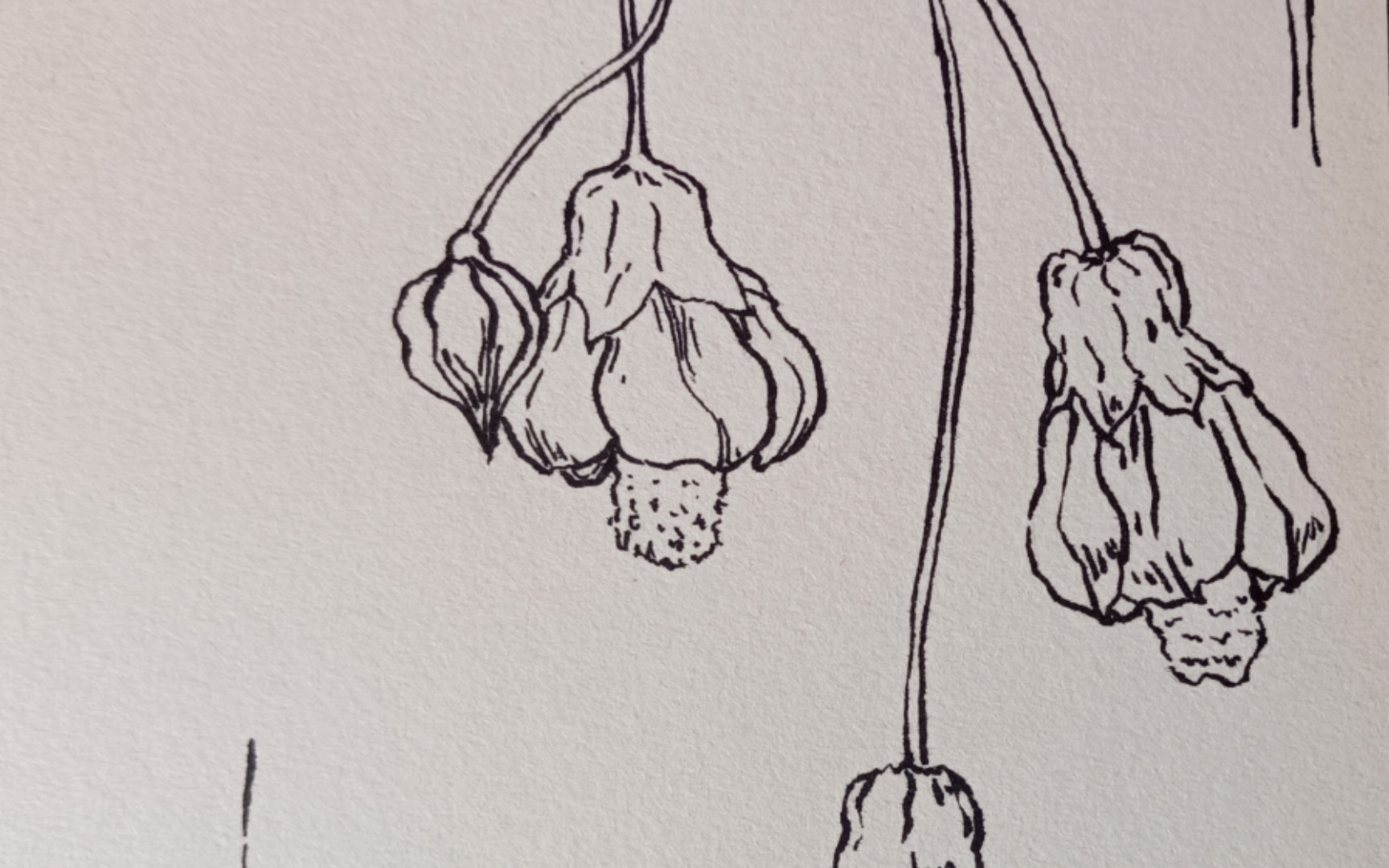 活动作品勾线灯笼花