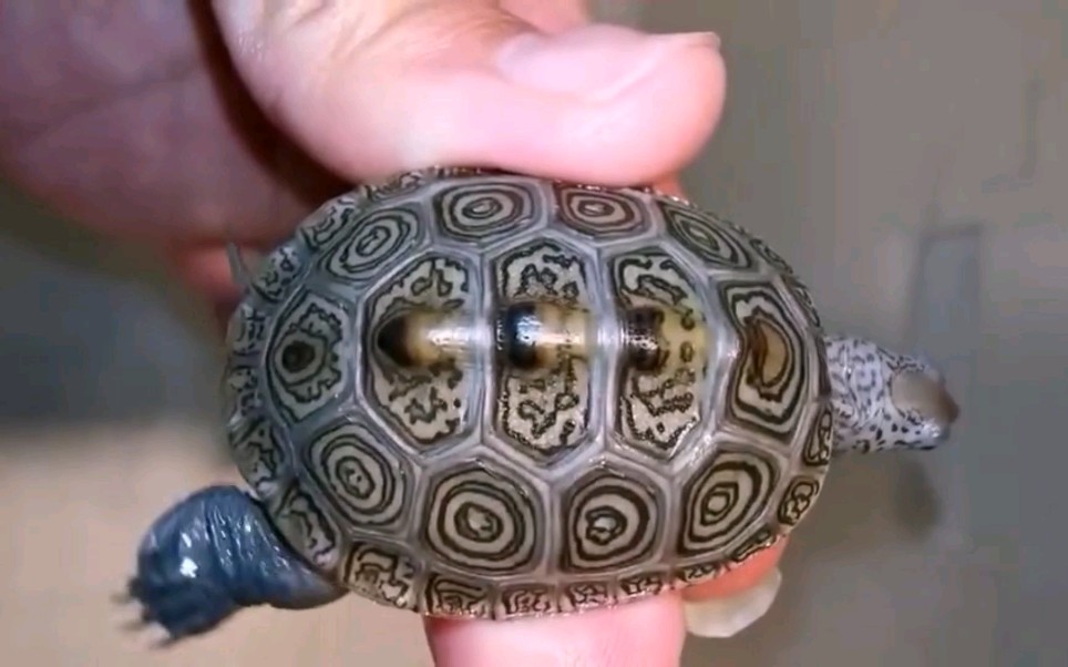 靓龟欣赏同心圆斑马纹蓝皮魔眼大花钻康康和小花有啥不同