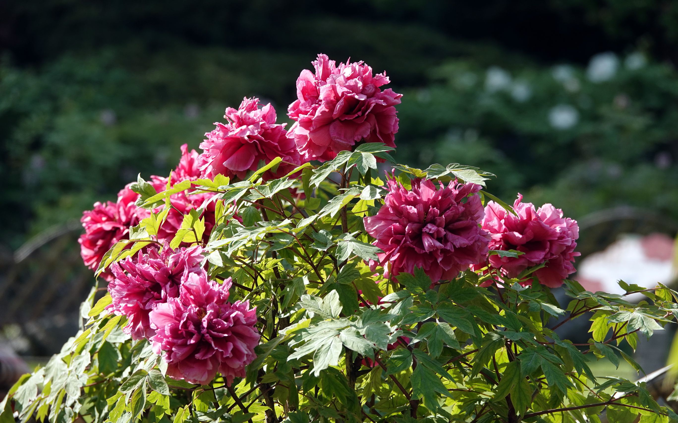 牡丹园---上海中山公园