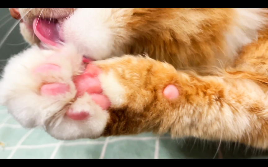 【缅因猫】沉浸式吃爪爪