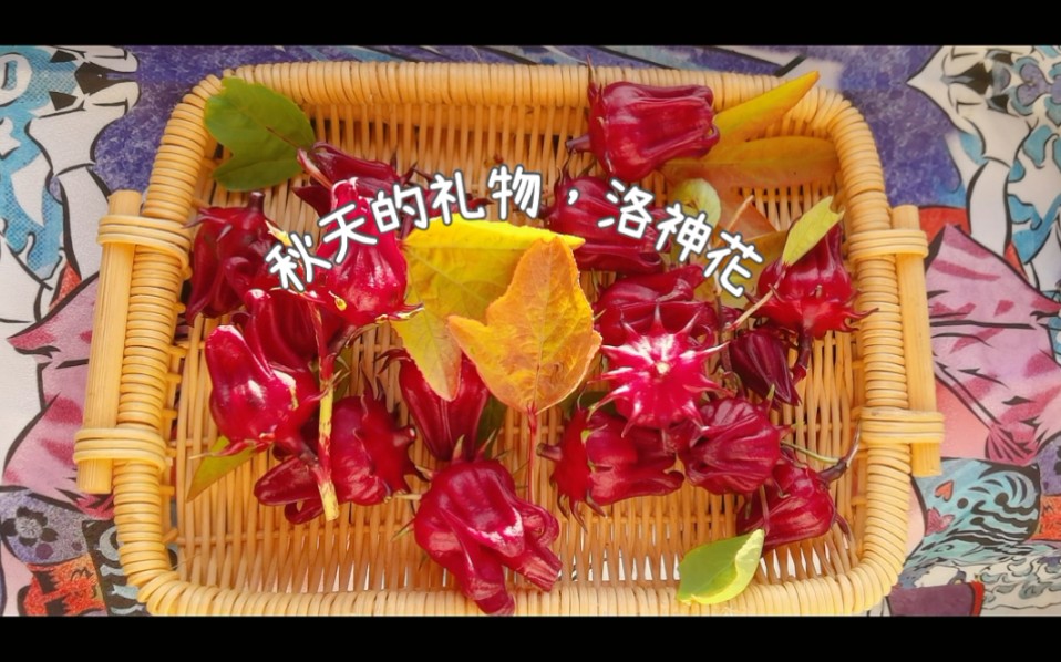 [图]【治愈系采摘】秋天的礼物，洛神花