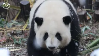 下载视频: 翻到手机里的糖霜花花，好乖太美啦