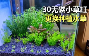 Download Video: 给30无碳小水草缸换下水草，日本珍珠草连成片