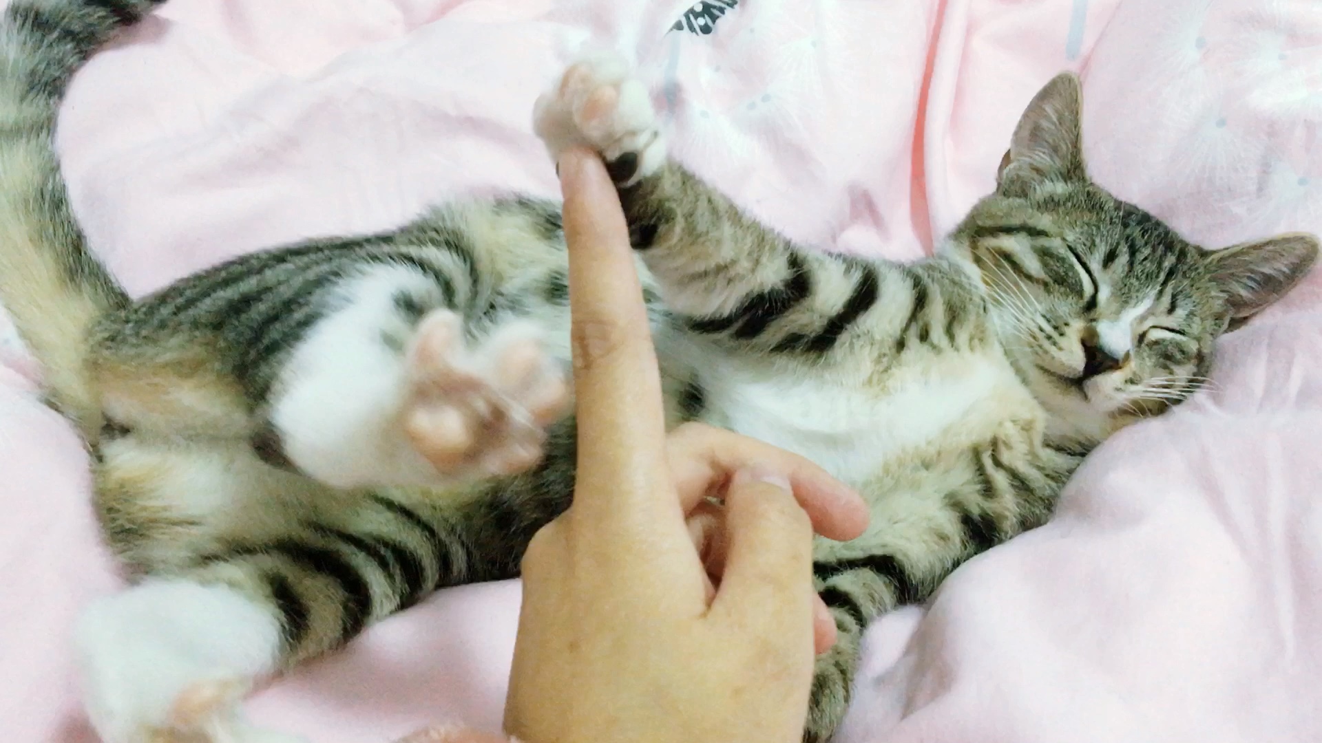 狸花猫:趁它睡着的时候肆意玩弄它的小爪爪_哔哩哔哩 (゜-゜)つロ