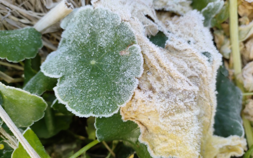 南方乡村兔年新春第二次下霜雪也是第一次用手机拍到,可把我高兴坏了