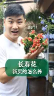 Download Video: 新买来的长寿花该怎么养？#长寿花#养花#园艺