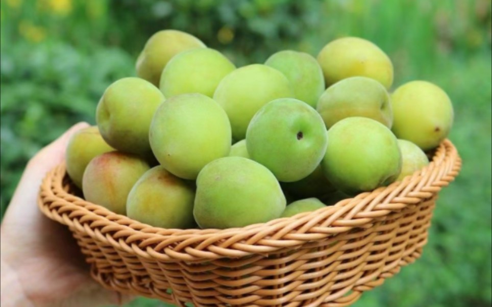 长兴县林城镇青梅