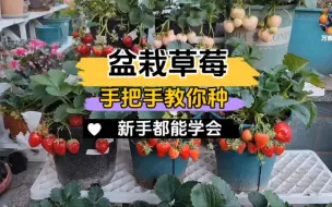 Download Video: 手把手教大家定植草莓苗，新手都能种好的方法告诉大家！