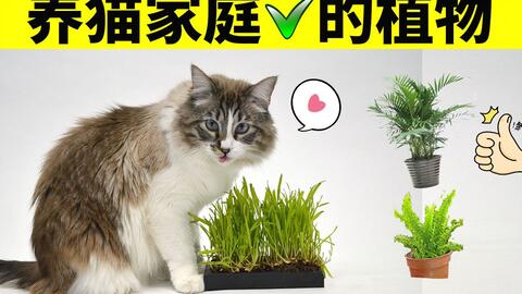 干货 养猫以后哪些植物花草可以养 最全无毒植物图鉴 哔哩哔哩 Bilibili