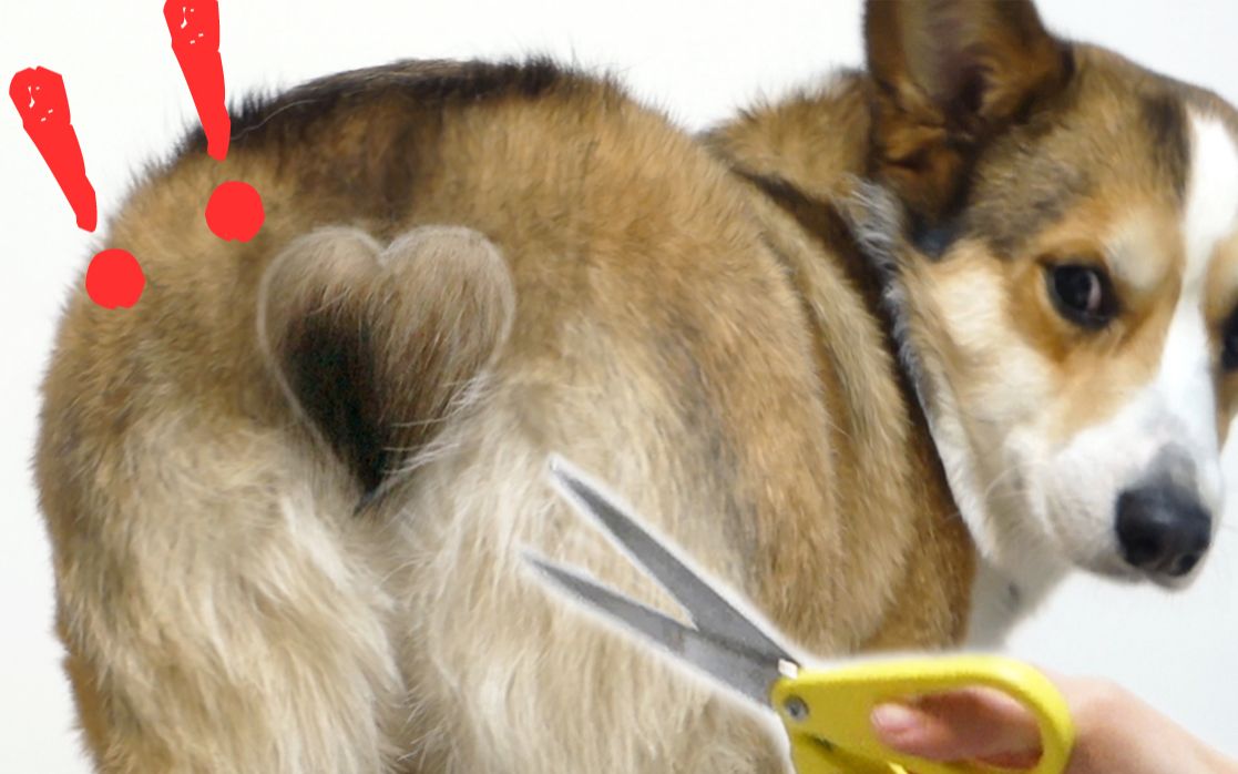 主人剪柯基屁股,一刀下去天塌了,谁碰我屁毛?【基你太美】