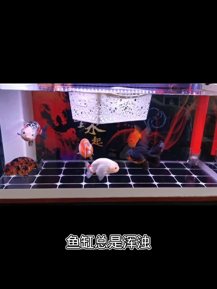 兰寿金鱼 观赏鱼哔哩哔哩bilibili