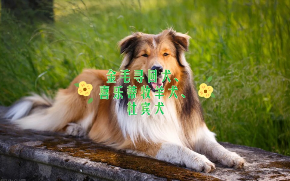 十大最聪明的狗排名金毛寻回犬、喜乐蒂牧羊犬、杜宾犬哔哩哔哩bilibili