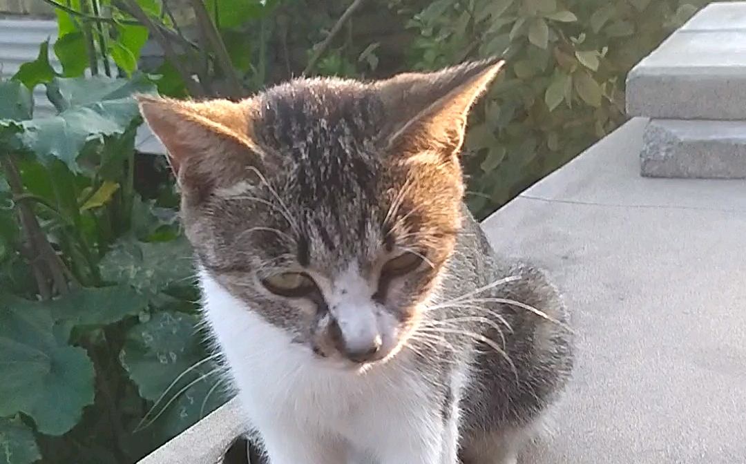 猫猫皇终将统治世界!