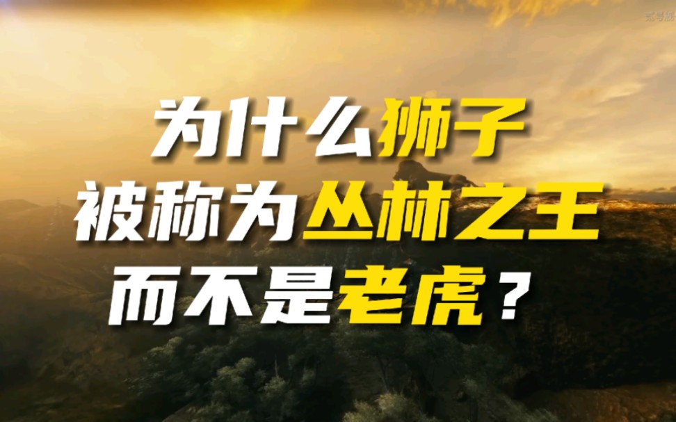 为什么狮子被称为丛林之王,而不是老虎,听我娓娓道来哔哩哔哩bilibili