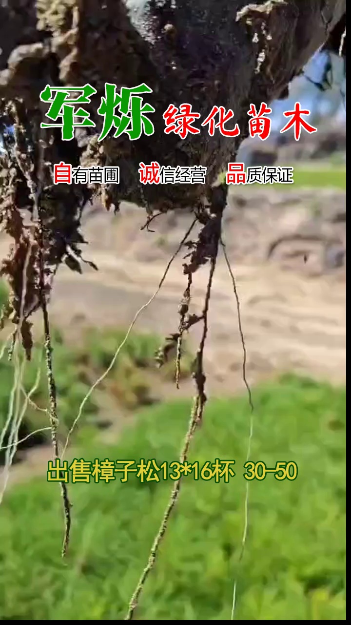 常年出售樟子松,樟子松杯苗,樟子裸根苗 1米樟子松苗,2米樟子松苗,3米