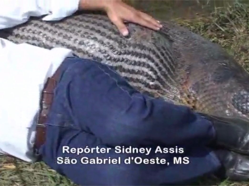 饱腹的森蚺,人类的肩宽完全不在话下,打破十年前的纪录片说法