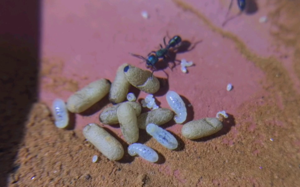 金属皱猛蚁的第61天