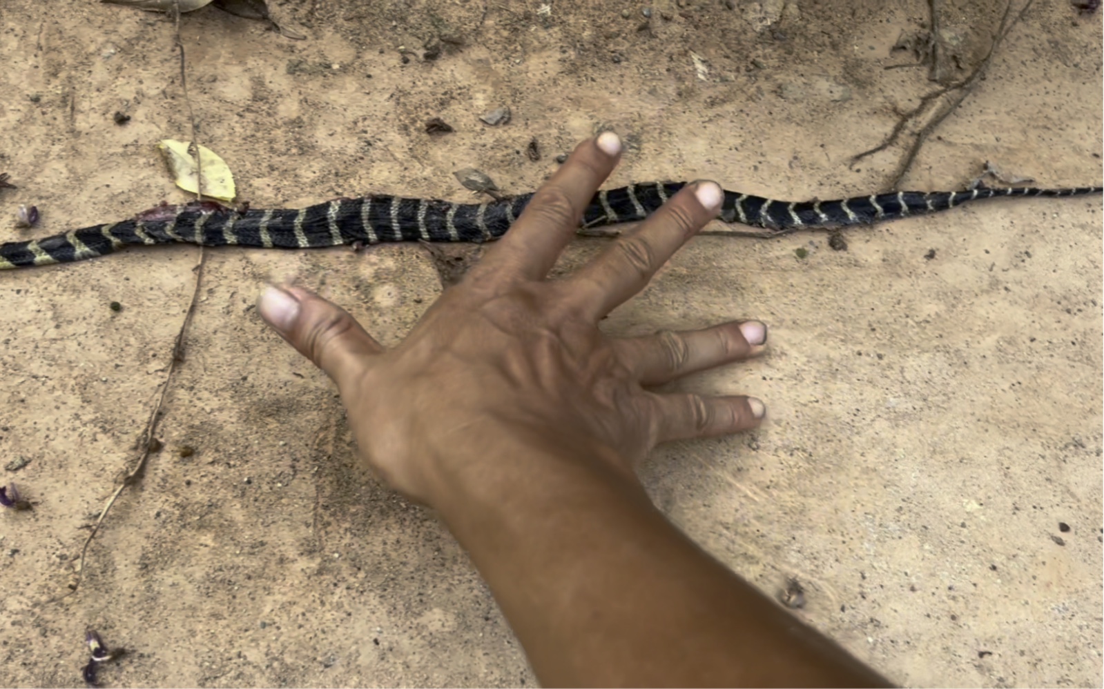 走遍千里才发现眼镜王蛇的幼体 可惜还是晚了一步