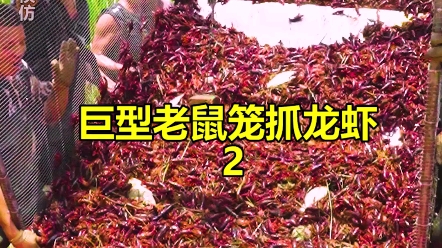 自制巨型机关笼抓龙虾,看看里面到底能上多少货?哔哩哔哩bilibili