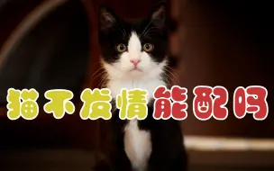 Download Video: 猫不发情能配吗