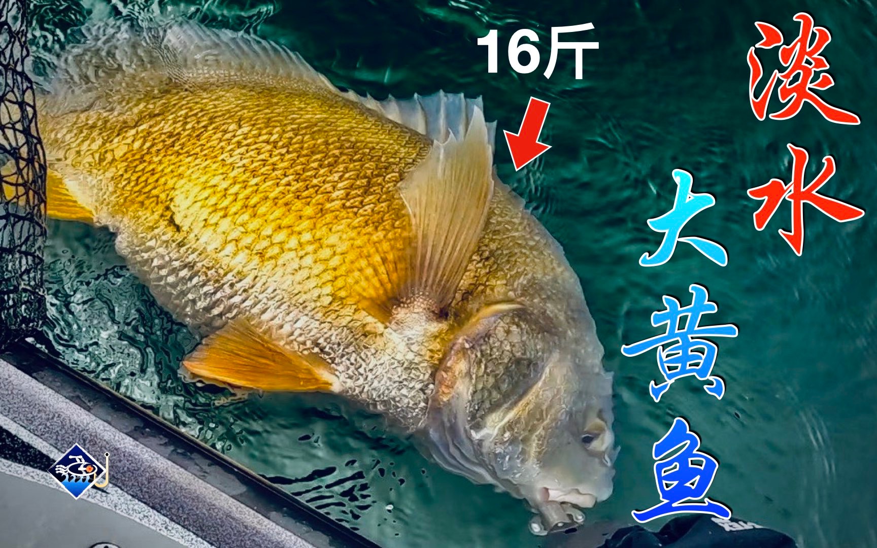 淡水里的野生黄鱼大到拉着船走.|大渔视角