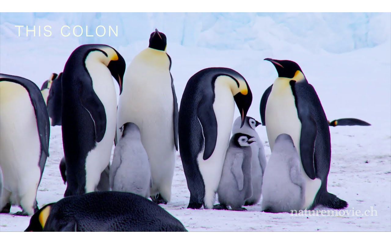 [图]Expedition Emperor Penguin