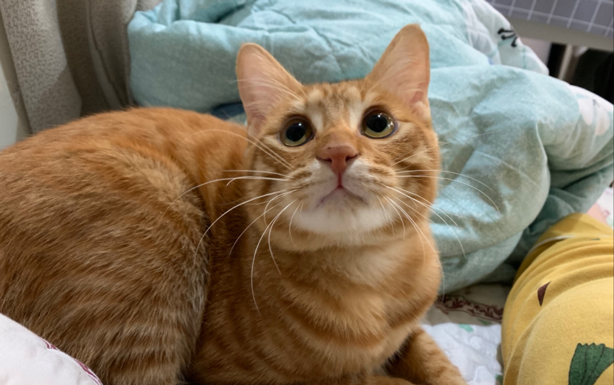 活动作品为了吃东西不择手段的兜兜猪