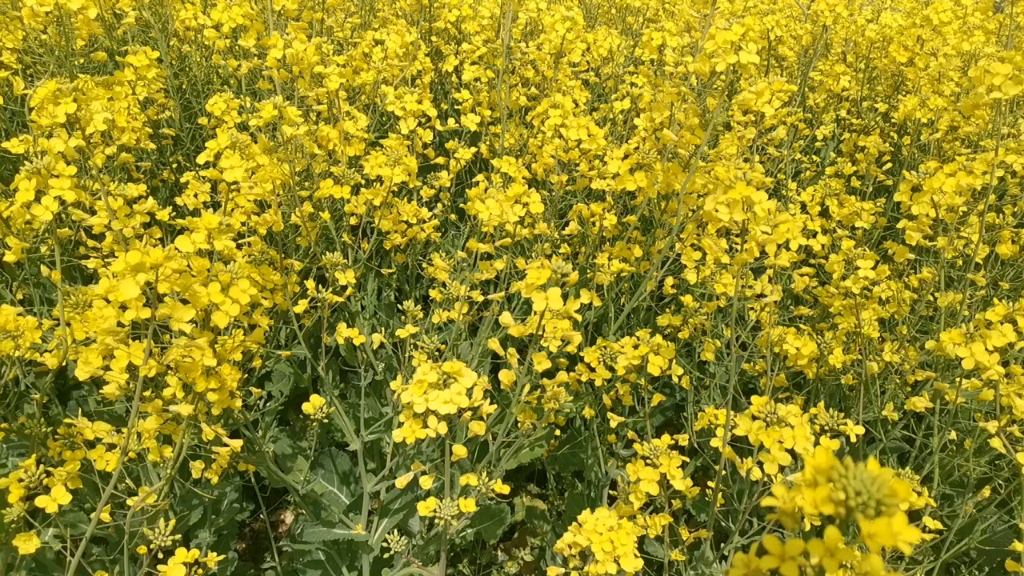 [图]樱花醉人，油菜花美艳…春风吹拂，花香混杂泥土的芬芳，美醉了。