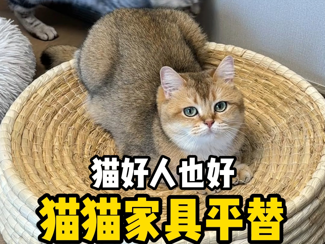 有了这几个猫猫家具平替,我和猫都过上了好日子哔哩哔哩bilibili