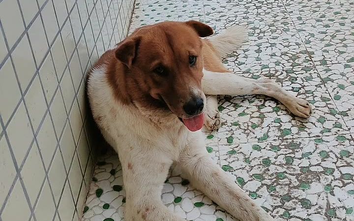 壮乡灵犬小黄_20220802-_b站直播_纯净非录屏_哔哩哔哩_bilibili