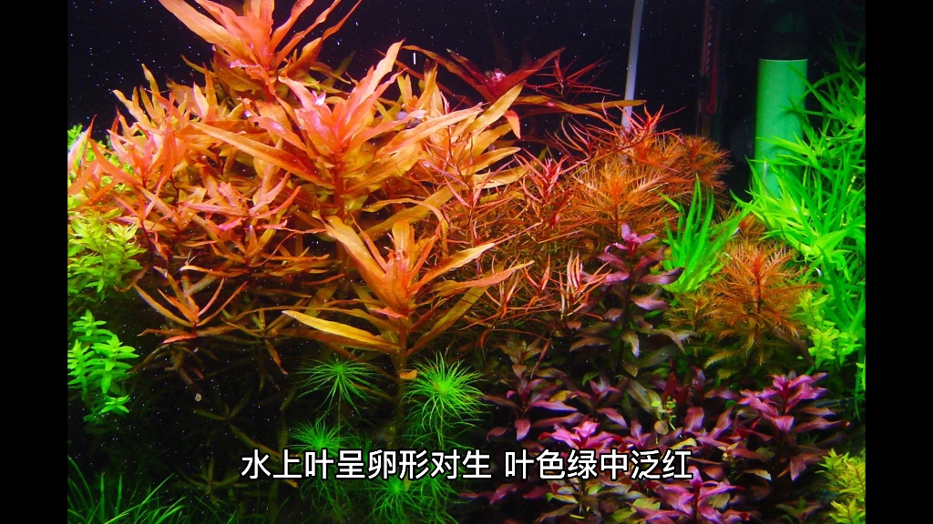 水草知识分享红柳哔哩哔哩bilibili