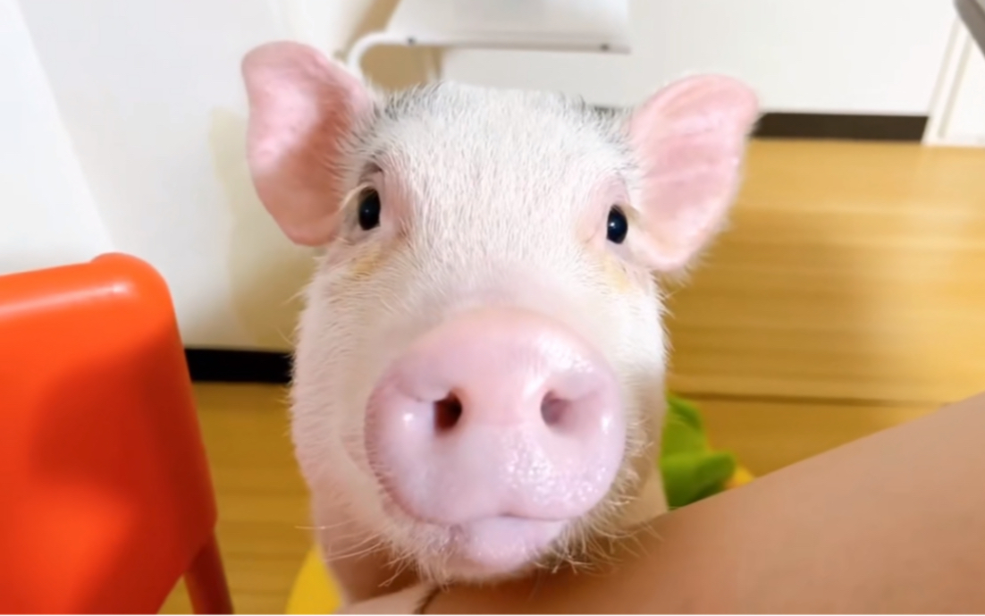 可怜兮兮的馋嘴猪