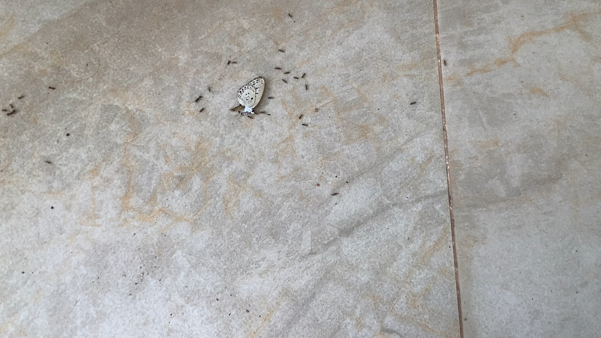 黑头酸臭蚁vs草地铺道蚁(模拟战)