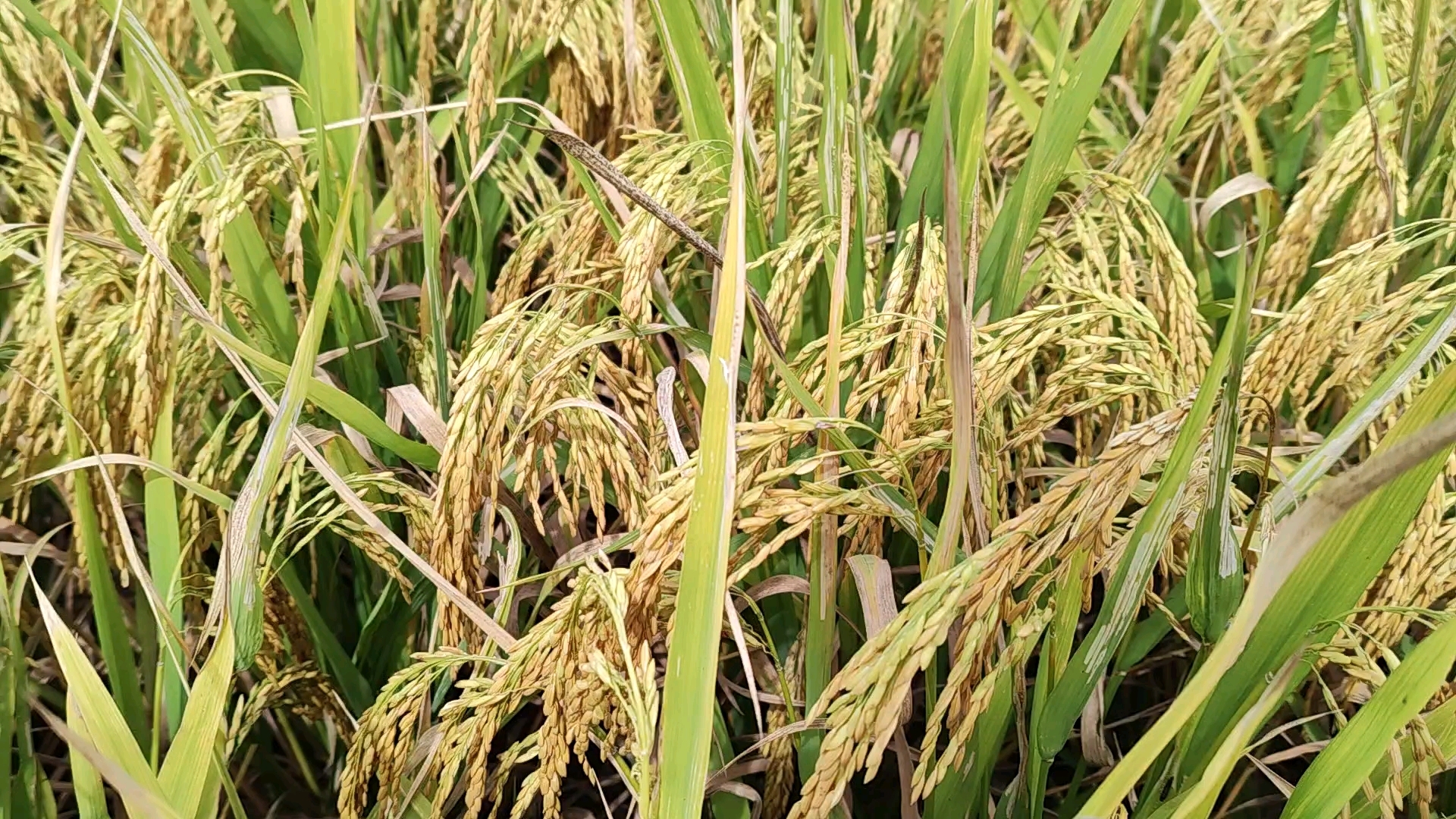 随手拿一串水稻都有两百八十多粒谷子,不错啊