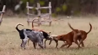 下载视频: 猴子以欺负小狗为乐，却不料因为自己失足，竟被四条猎犬残暴分食