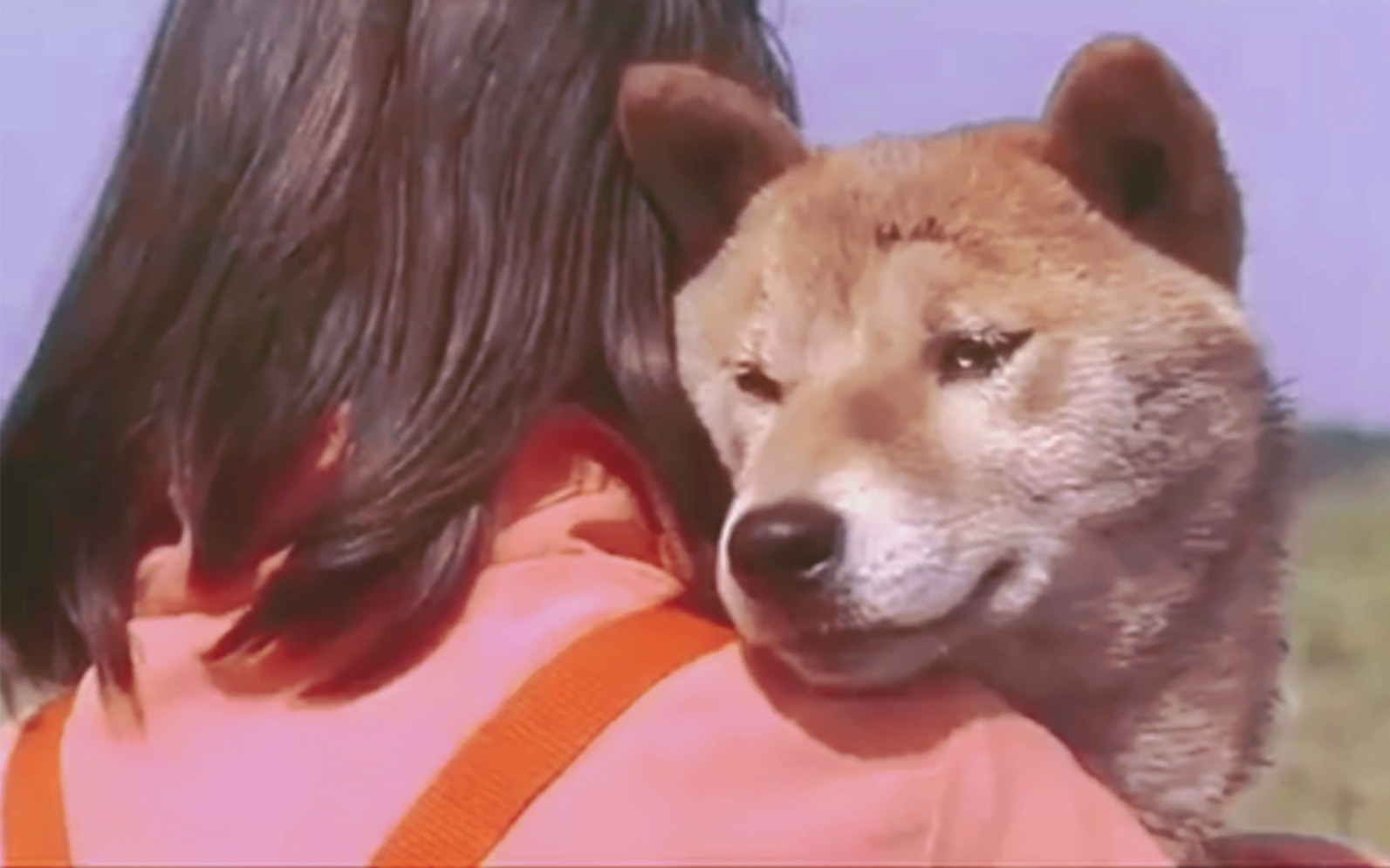 爱犬的奇迹|催泪电影