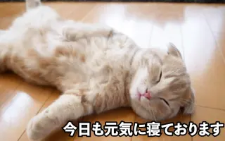 おの猫。短足マンチカンよちひこ_ 搜索结果_哔哩哔哩_Bilibili