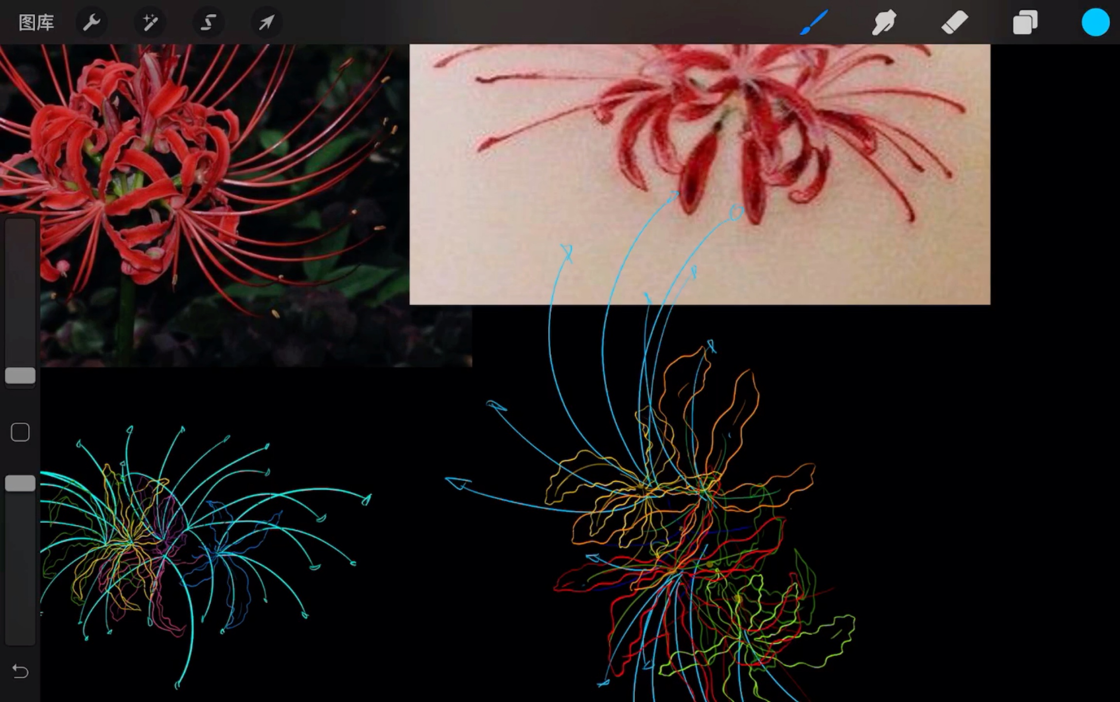 【绘画教程花卉篇】彼岸花 从找素材到完成全过程上 线稿部分 七分钟激情教学 零基础都能学会 一学就会 学不会来找我!!procreate讲解绘画教程哔哩哔...