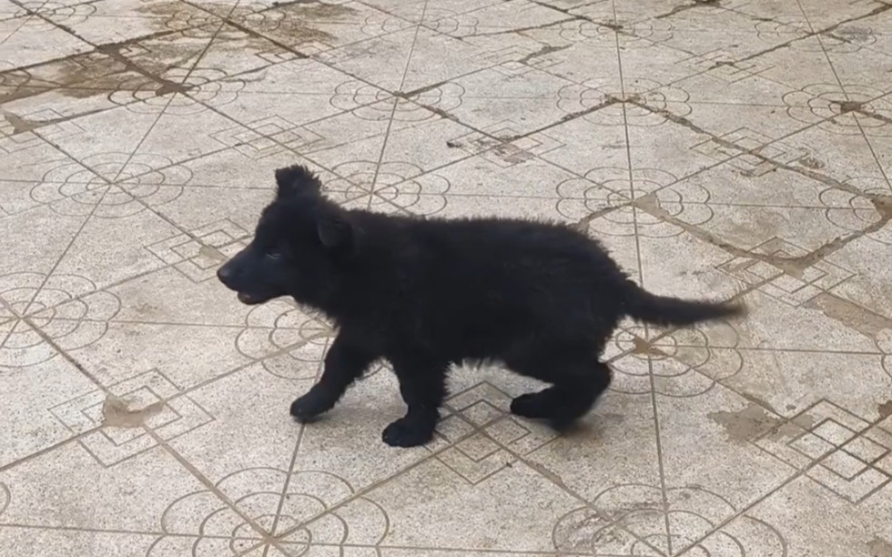 【中国本土犬】 冀中黑熊犬 原产地:中国 中国大型犬不光有藏獒 蒙古獒 河曲獒 中国还有冀中黑熊犬等优秀的大型犬哔哩哔哩bilibili