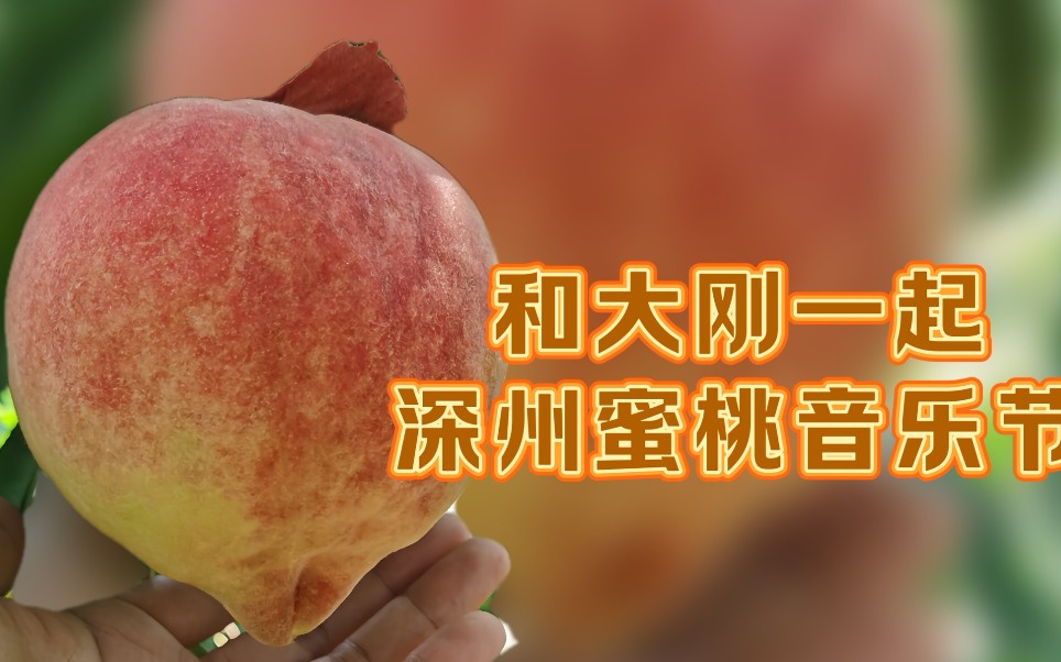 正宗河北深州蜜桃成熟了,宫廷贡品,今晚和大刚一起参加蜜桃音乐节直播
