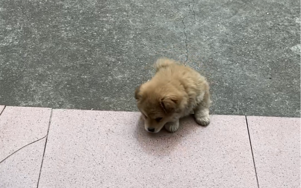 小矮子狗跳上不来