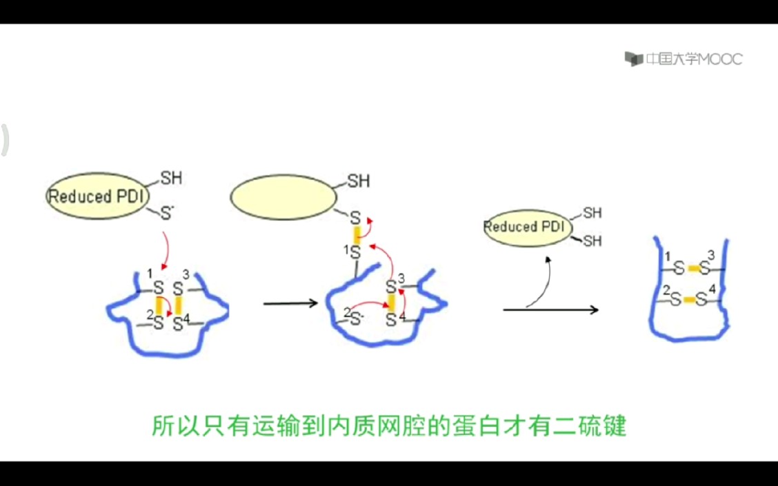 蛋白质的修饰:二硫键的形成.哔哩哔哩bilibili
