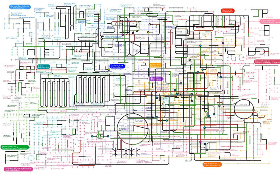 生物化学(二):代谢部分【很详细,英文ppt,中文】,收藏反复看哔哩哔哩bilibili