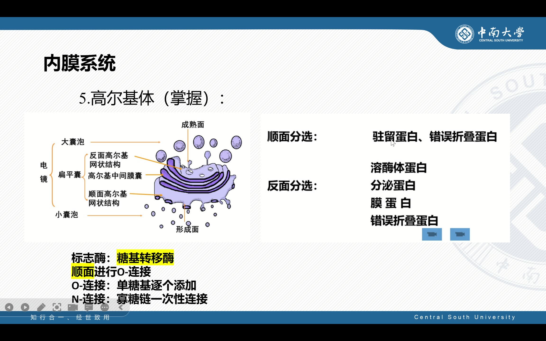 [图]两小时学完细胞生物学（考前突击用）