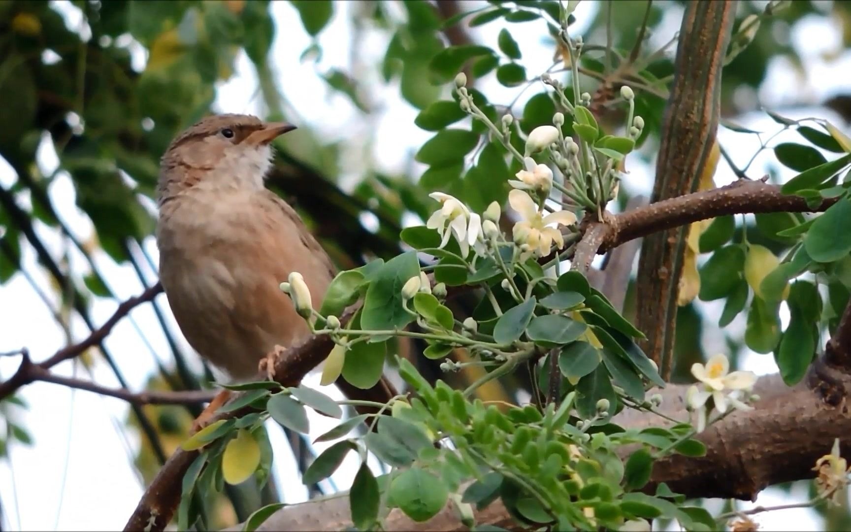【口琴】爱尔兰画眉 萌新渣吹