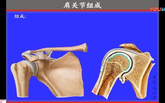 16.上肢骨的連接_ 人體解剖學 系統解剖學 醫學生