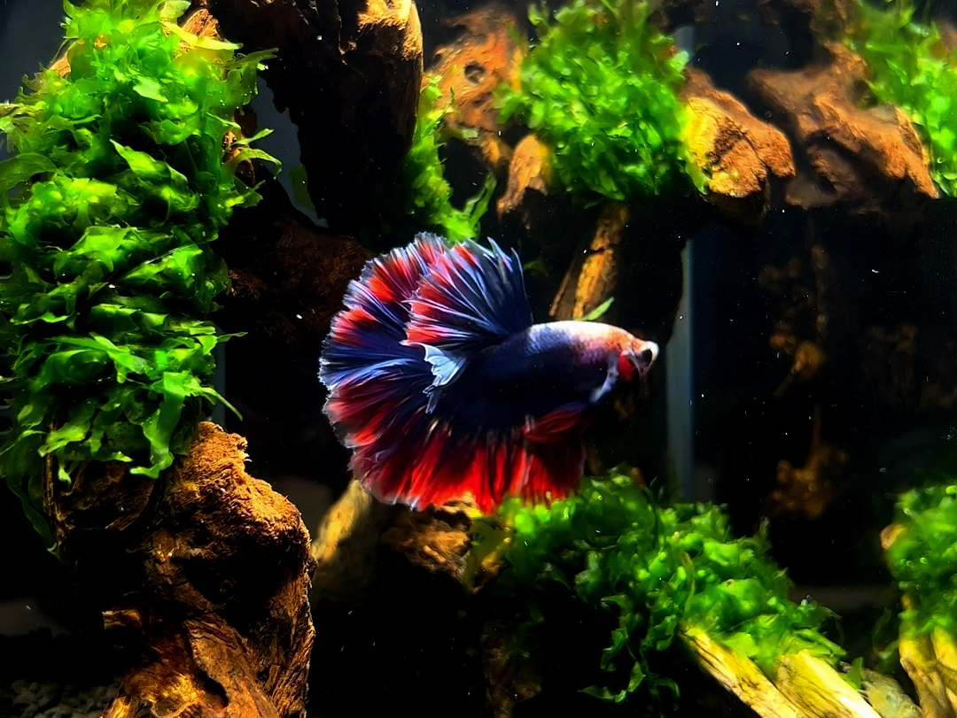 这么美的斗鱼就应该拥有一个绿野仙踪的家|玻璃中的大自然【泰国斗鱼