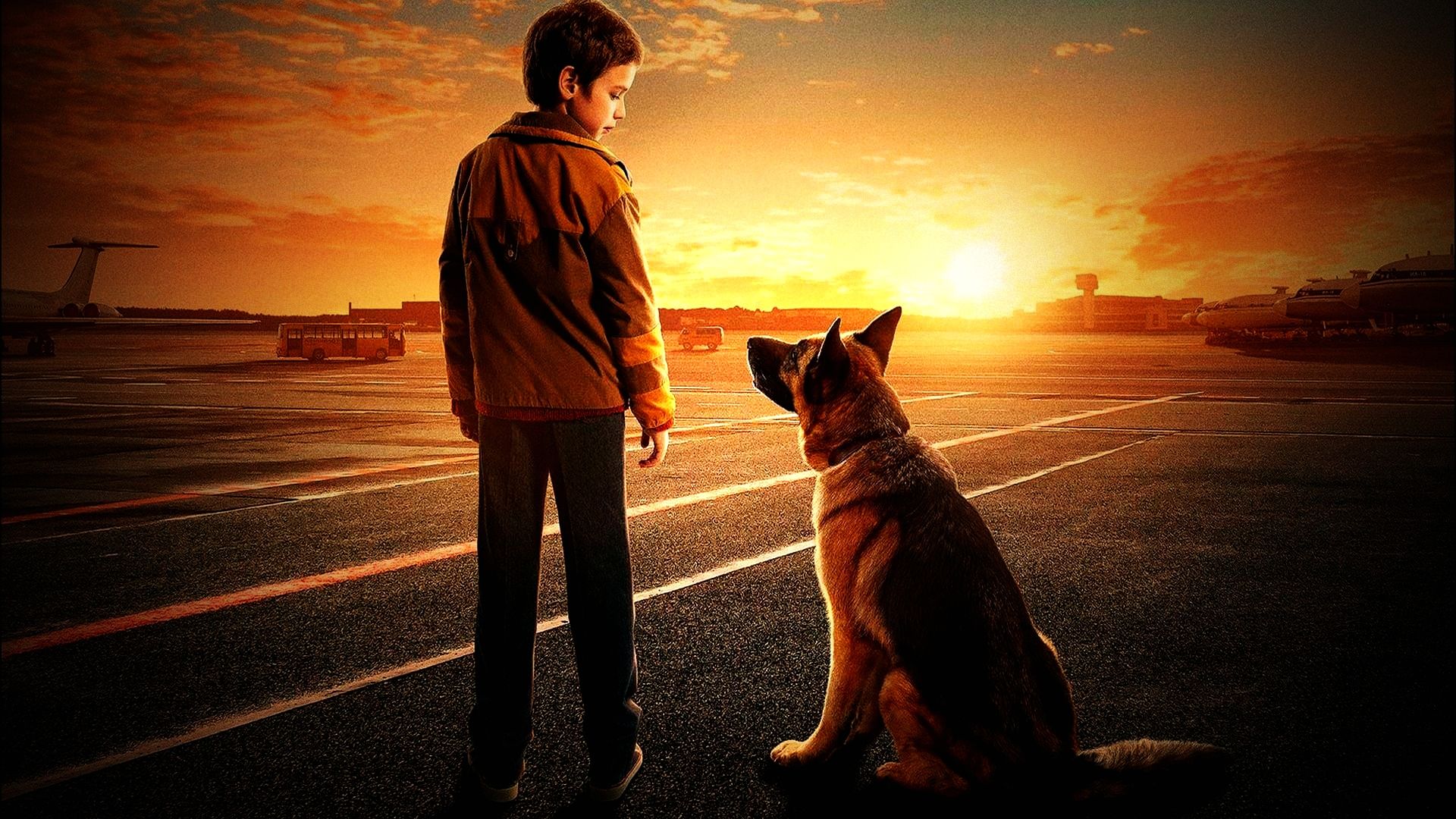 《 忠犬帕尔玛》狗狗被主人抛弃,在机场等了两年,感动所有人!