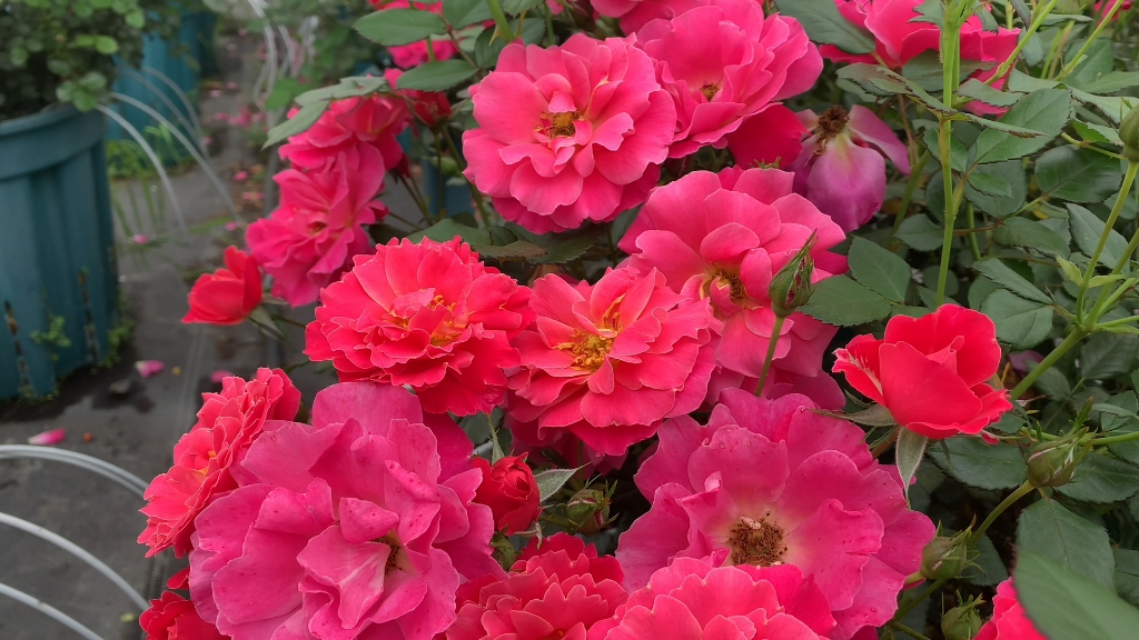 西子伊人丰花景观月季